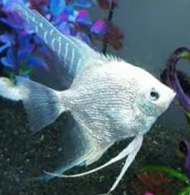 Angelfish - Platinum - Small Angelfish - Platinum - Small